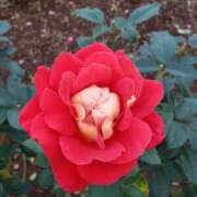 ヒメ日記 2026/01/29 12:55 投稿 ちなつ 台北(たいぺい）