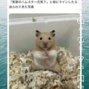 ヒメ日記 2026/01/29 18:50 投稿 ちなつ 台北(たいぺい）