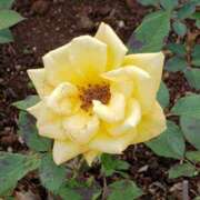 ヒメ日記 2026/01/31 11:45 投稿 ちなつ 台北(たいぺい）