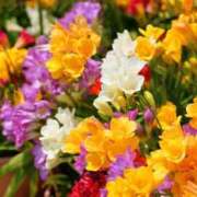 ヒメ日記 2026/02/01 12:15 投稿 ちなつ 台北(たいぺい）