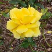 ヒメ日記 2026/02/02 17:20 投稿 ちなつ 台北(たいぺい）