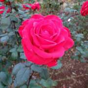 ヒメ日記 2026/02/03 15:40 投稿 ちなつ 台北(たいぺい）