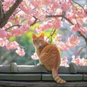 ヒメ日記 2026/02/04 07:30 投稿 ちなつ 台北(たいぺい）