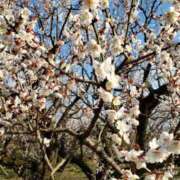 ヒメ日記 2026/02/06 17:10 投稿 ちなつ 台北(たいぺい）