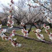 ヒメ日記 2026/02/10 15:30 投稿 ちなつ 台北(たいぺい）