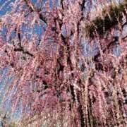 ヒメ日記 2026/02/11 09:40 投稿 ちなつ 台北(たいぺい）