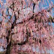 ヒメ日記 2026/02/16 17:10 投稿 ちなつ 台北(たいぺい）