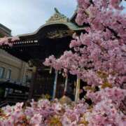ちなつ 【ちなつ】桜編😄🌸✨ 台北(たいぺい）
