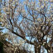 ヒメ日記 2026/02/19 17:10 投稿 ちなつ 台北(たいぺい）