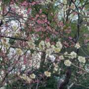 ヒメ日記 2026/02/26 15:30 投稿 ちなつ 台北(たいぺい）