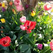 ヒメ日記 2026/03/01 11:10 投稿 ちなつ 台北(たいぺい）