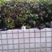 ヒメ日記 2026/03/02 19:20 投稿 ちなつ 台北(たいぺい）