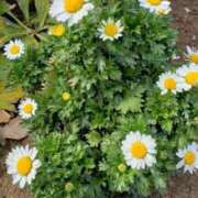 ヒメ日記 2026/03/04 07:20 投稿 ちなつ 台北(たいぺい）