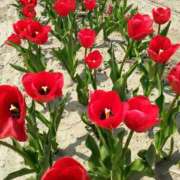 ヒメ日記 2026/03/09 17:10 投稿 ちなつ 台北(たいぺい）