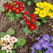 ヒメ日記 2026/03/10 15:31 投稿 ちなつ 台北(たいぺい）