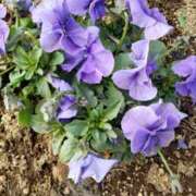 ヒメ日記 2026/03/12 19:30 投稿 ちなつ 台北(たいぺい）