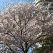 ヒメ日記 2026/04/02 12:15 投稿 ちなつ 台北(たいぺい）