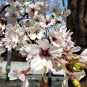 ちなつ 【ちなつ桜編】😄🌸✨ 台北(たいぺい）