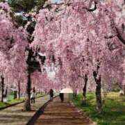 ヒメ日記 2026/04/14 13:04 投稿 ちなつ 台北(たいぺい）