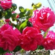ヒメ日記 2026/06/01 12:15 投稿 ちなつ 台北(たいぺい）