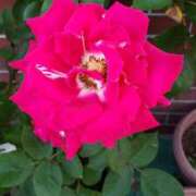 ヒメ日記 2026/07/15 12:15 投稿 ちなつ 台北(たいぺい）