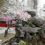 ヒメ日記 2026/03/18 09:20 投稿 さくら 台北(たいぺい）