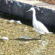 さくら こんにちは😊 台北(たいぺい）