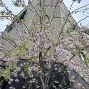 さくら こんにちは😊 台北(たいぺい）