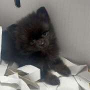 ヒメ日記 2025/12/17 21:17 投稿 リカ Wonder7 (ワンダー7)