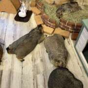 ヒメ日記 2026/01/12 10:39 投稿 岡(おか) Ageha（あげは）