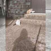 ヒメ日記 2025/12/17 13:36 投稿 かなえ 出会い系人妻ネットワーク 上野〜大塚編