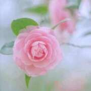 ヒメ日記 2026/09/17 09:50 投稿 かすみ Beppin house