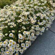 ヒメ日記 2026/04/23 20:29 投稿 えれな 熟女の風俗最終章 町田店