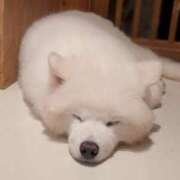 ヒメ日記 2026/02/20 11:03 投稿 いおり 沖縄素人図鑑