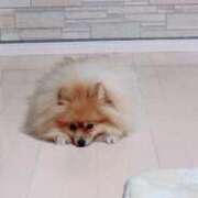 ヒメ日記 2026/02/17 18:23 投稿 りんね 川越ぷよステーション