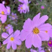 ヒメ日記 2026/02/18 22:23 投稿 さおり（新人） MOISTLIP