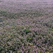 さおり（新人） お礼日記♡ MOISTLIP