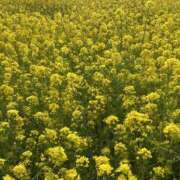 ヒメ日記 2026/03/31 09:43 投稿 さおり（新人） MOISTLIP