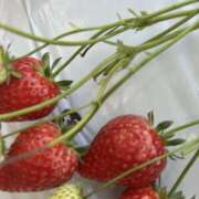 さおり（新人） 楽しかった♩♬.*ﾟ MOISTLIP