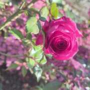 舞川日和 ＼ひよりです！！／ 五十路マダム 浜松店(カサブランカグループ)