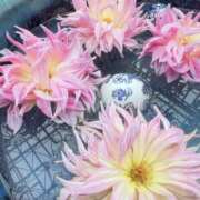 ヒメ日記 2025/12/28 09:02 投稿 舞川日和 五十路マダム 浜松店(カサブランカグループ)