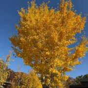 ヒメ日記 2025/11/30 12:41 投稿 めぐみ 夜這専門発情する奥様たち 谷九店