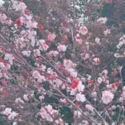 ヒメ日記 2026/03/21 19:45 投稿 すず 激安ドットコム
