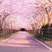 つゆり 桜の季節に、少しだけひと休み🍀 小岩人妻花壇