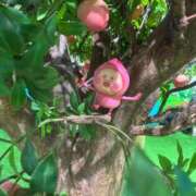 ヒメ日記 2025/12/02 19:05 投稿 雪乃あくあ CUORE(クオレ)