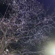 ヒメ日記 2026/03/23 19:52 投稿 みみ Polaris（ポラリス）