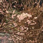 ヒメ日記 2026/03/19 19:11 投稿 うみか ルネッサンス