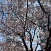 ヒメ日記 2026/03/25 17:17 投稿 うみか ルネッサンス