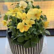 ヒメ日記 2025/12/29 11:39 投稿 倉田 麗子 こあくまな熟女たち 本厚木店(KOAKUMAグループ)