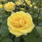 ヒメ日記 2026/02/11 18:58 投稿 倉田 麗子 こあくまな熟女たち 本厚木店(KOAKUMAグループ)